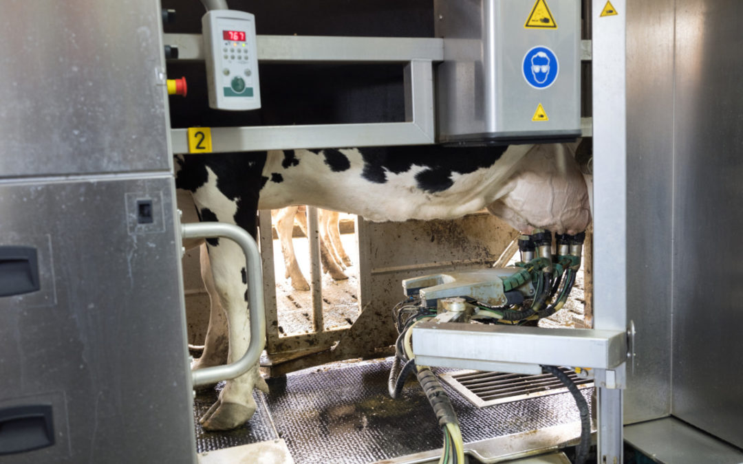 Tapis en acier inoxydable pour application robotique pour laiterie automatisée
