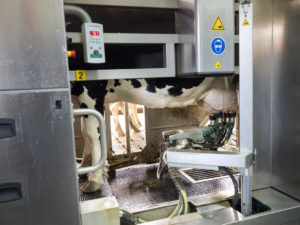 Une vache Holstein noire et blanche traite par un robot dans une laiterie